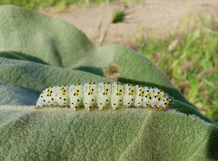 Bruco da identificare - Cucullia (Shargacucullia) verbasci